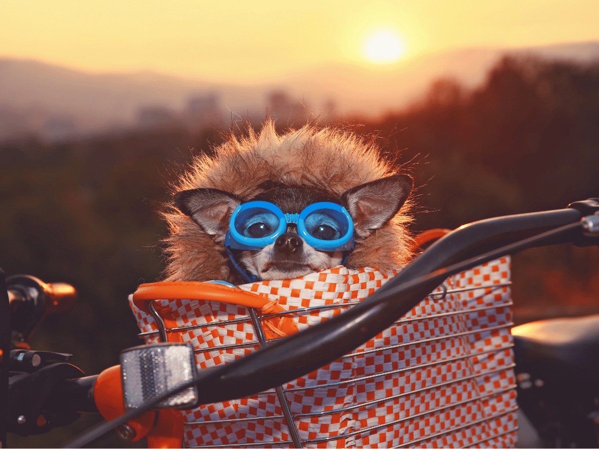 3 Best Bike Basket for Dogs: for Safe and Comfortable Rides