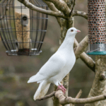 Best Bird Feeder for Doves