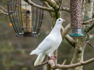 Best Bird Feeder for Doves