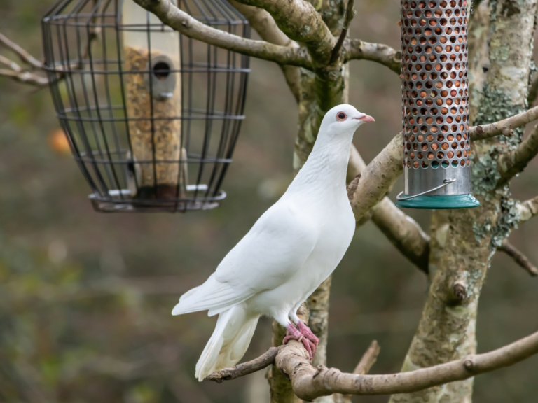 Best Bird Feeder for Doves