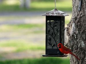 Best Bird Feeders for Cardinals