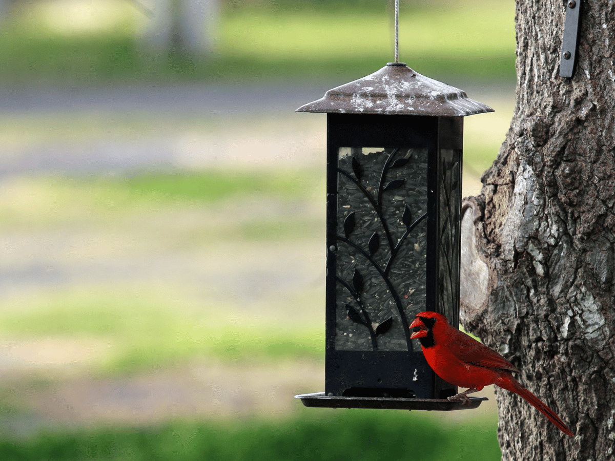 Best Bird Feeders for Cardinals