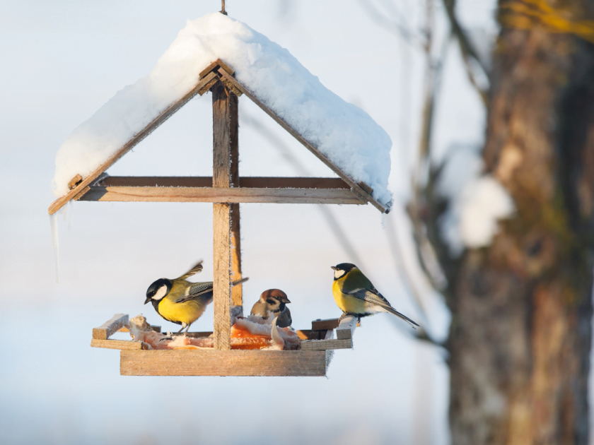 best bird seed for winter