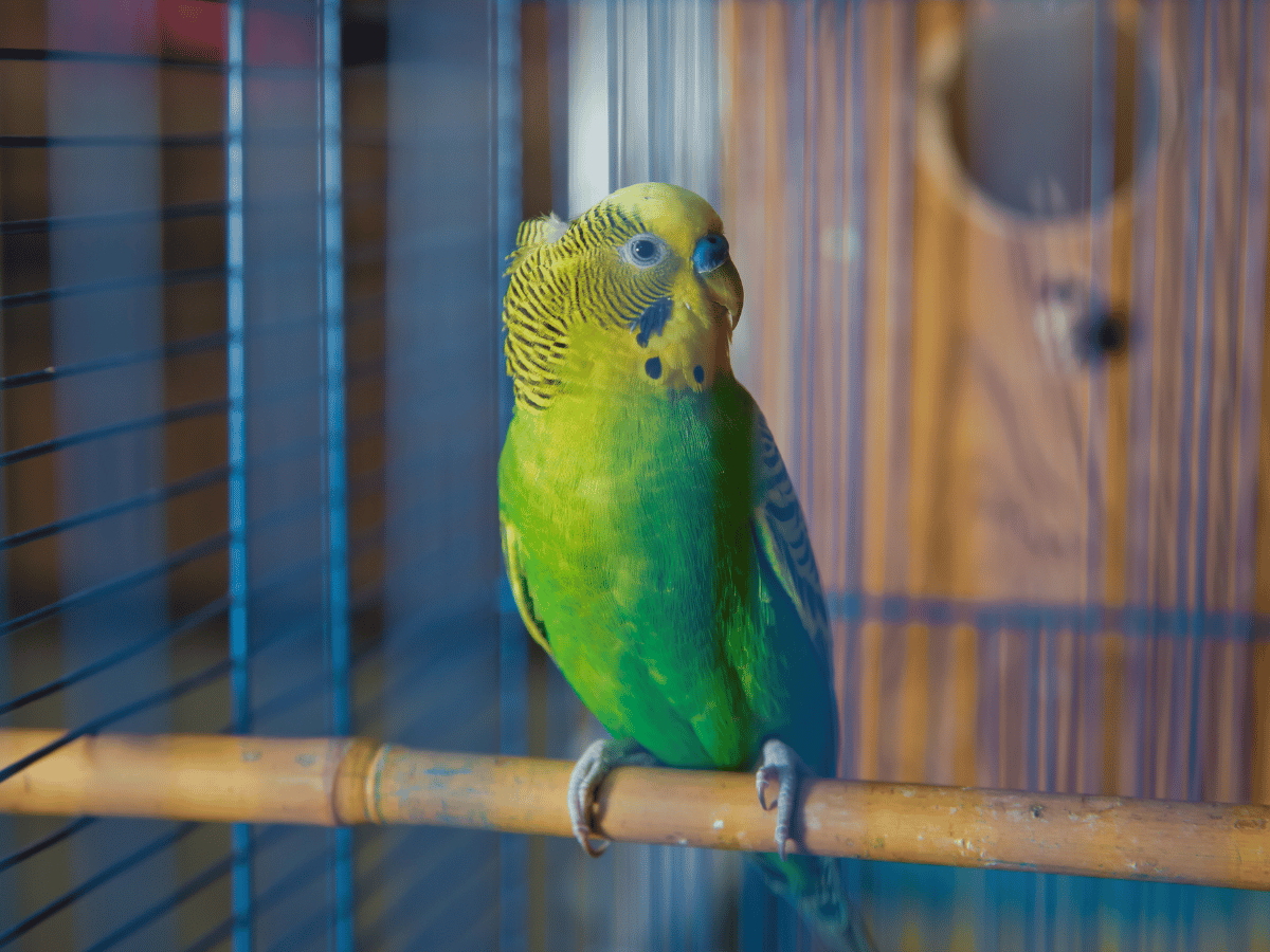 Best Bird Toys Collection: Feathered Friend Fun For Less