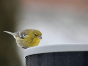 Best Heated Bird Bath