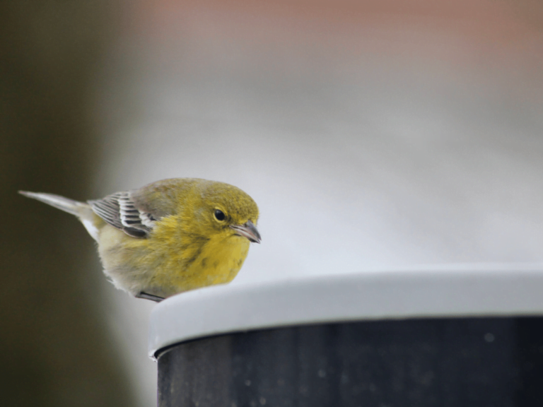 Best Heated Bird Bath
