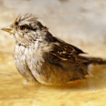 Best Solar Bird Bath Fountain