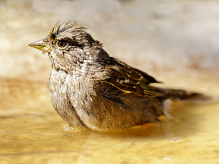 Best Solar Bird Bath Fountain