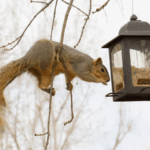 Best Squirrel Proof Bird Feeder