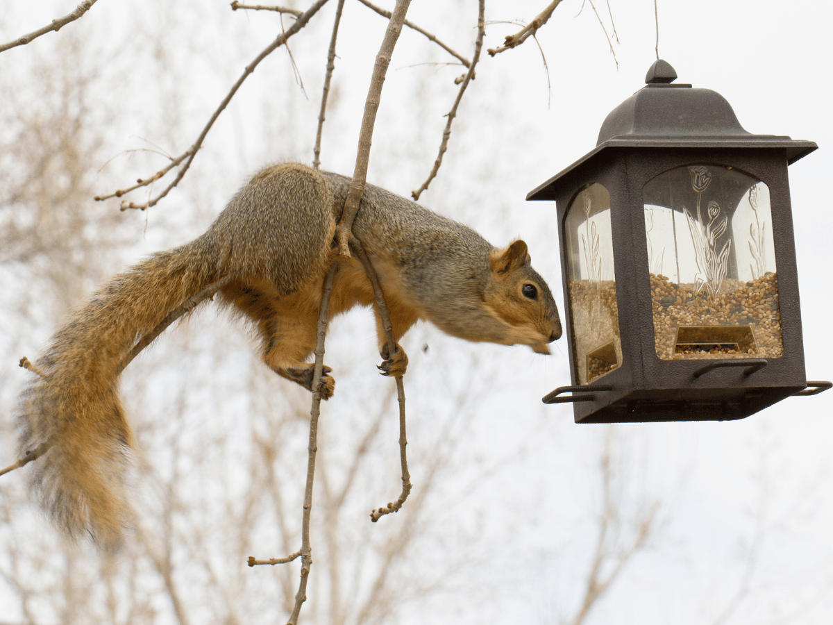 Best Squirrel Proof Bird Feeder for Your Garden
