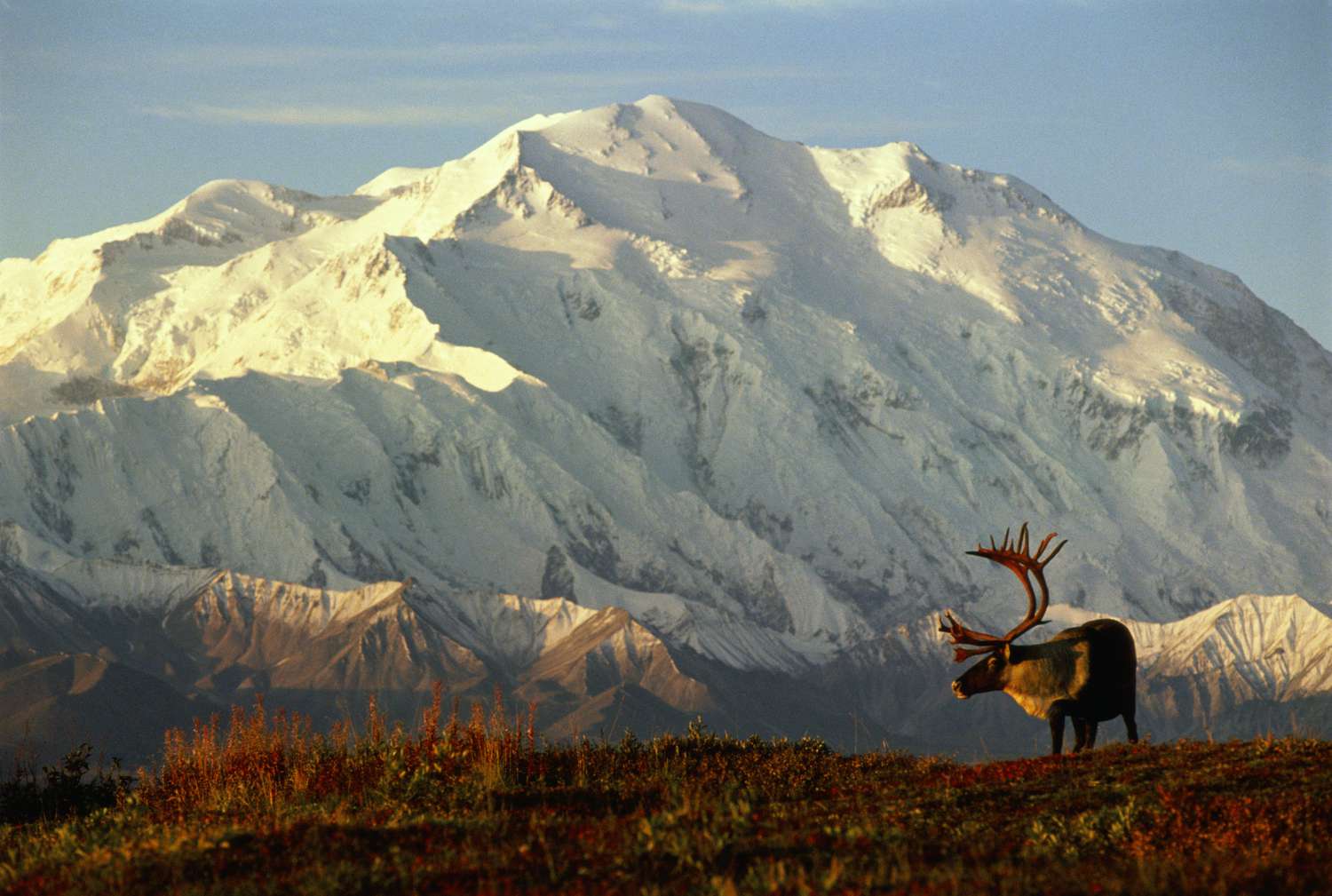 Denali National Park: Destination for Nature Lovers