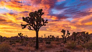 Joshua Tree National Park