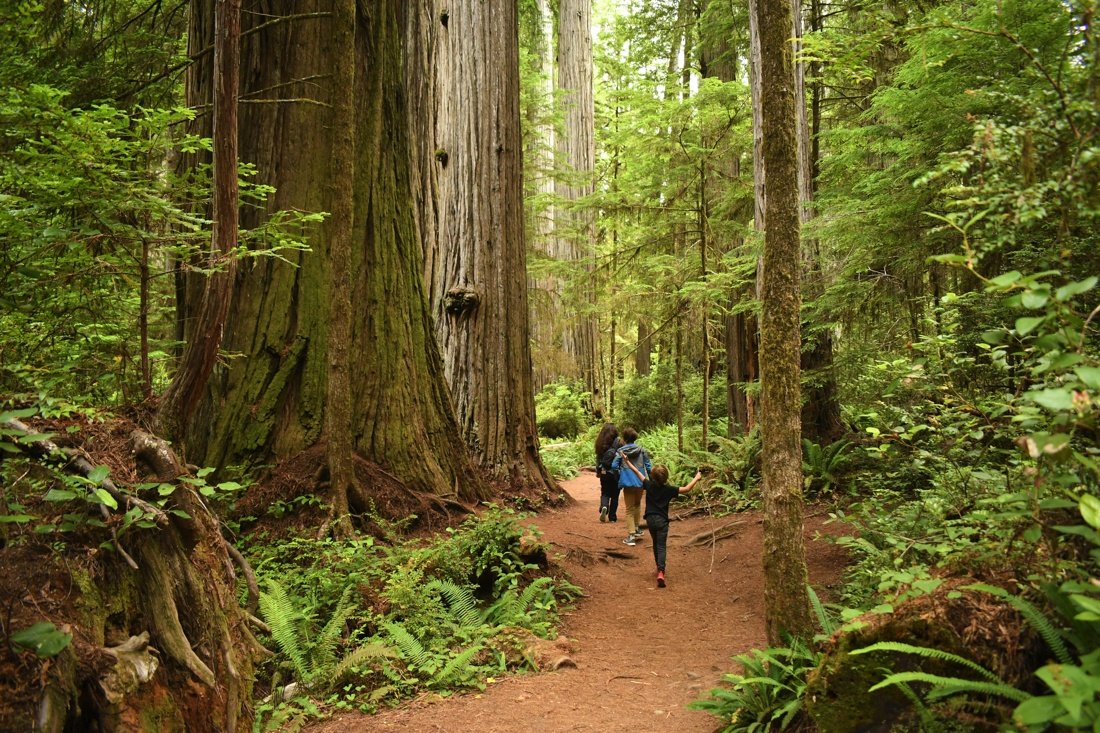 Redwood National Park A Vast Protected Area