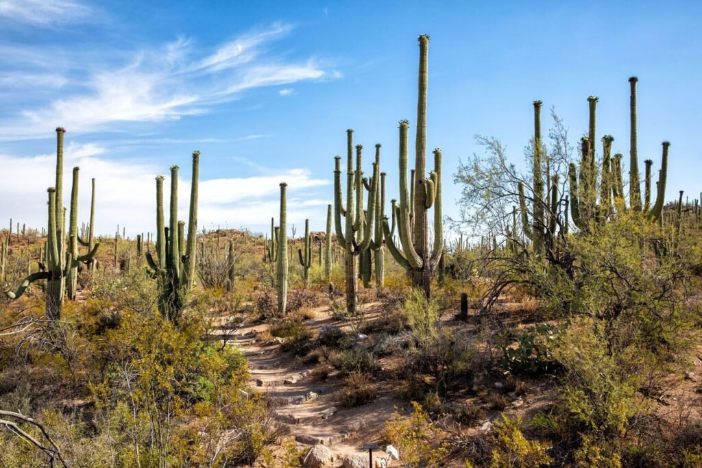 Saguaro National Park A Desert Oasis In Arizona 8281