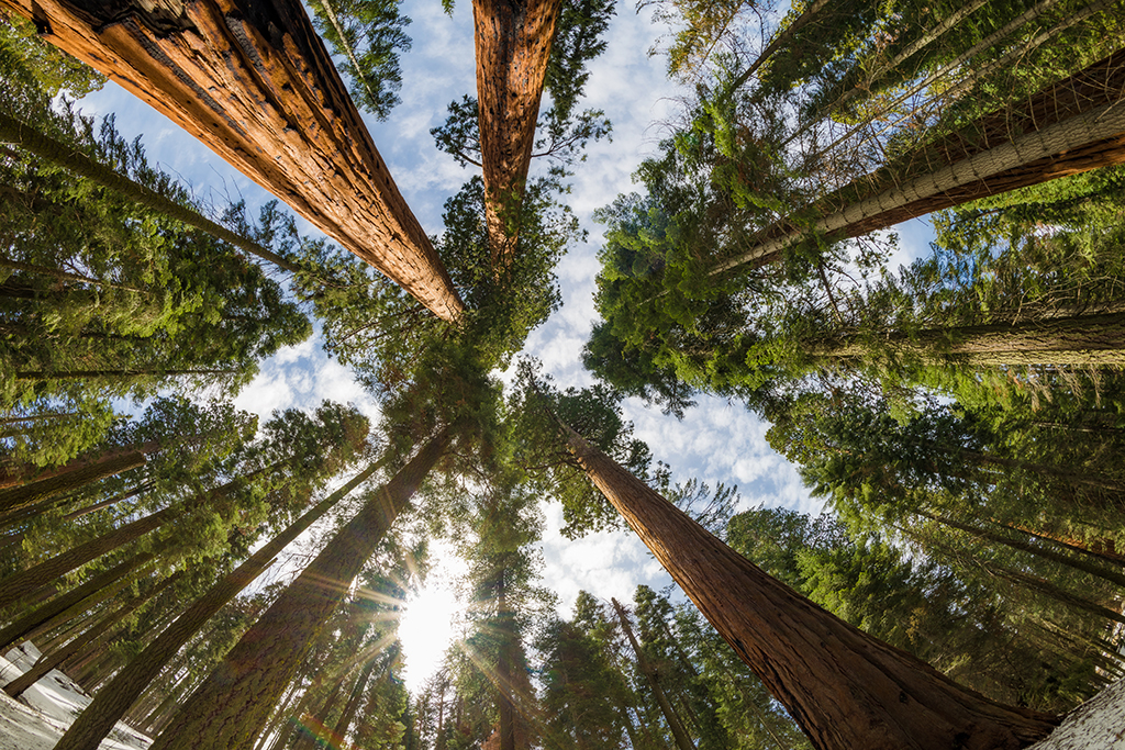 Sequoia National Park: California’s Natural Wonder